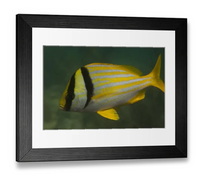 Framed Print : Porkfish (Anisotremus virginicus) Coral Reef Island, Belize Barrier Reef. Second Framed Print : Porkfish (Anisotremus virginicus) Coral Reef Island, Belize Barrier Reef. Second