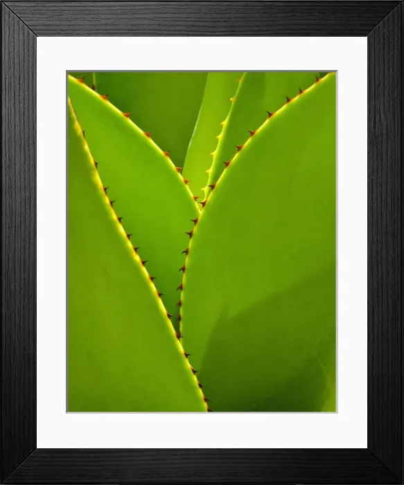 Framed Print : Agave Leaves, Succulent Garden, Kiahuna Plantation, Poipu, Kauai, Hawaii Framed Print : Agave Leaves, Succulent Garden, Kiahuna Plantation, Poipu, Kauai, Hawaii