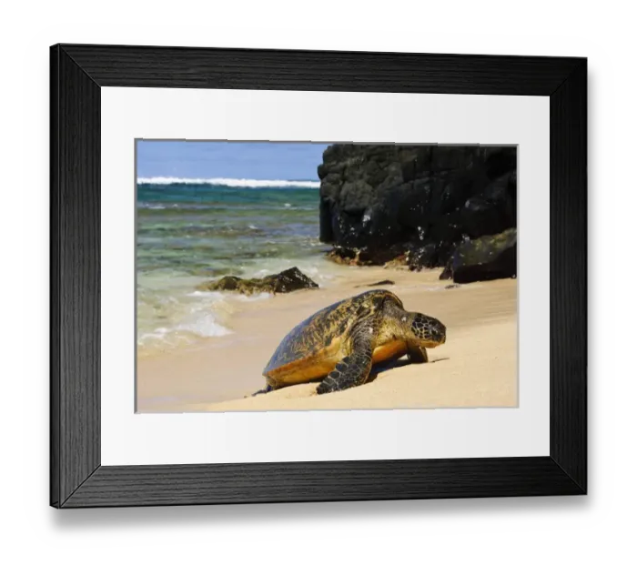 Framed Print : Green Sea Turtle (Chelonia mydas) comes ashore, close-up with lava rocks, Hideaways Beach Framed Print : Green Sea Turtle (Chelonia mydas) comes ashore, close-up with lava rocks, Hideaways Beach
