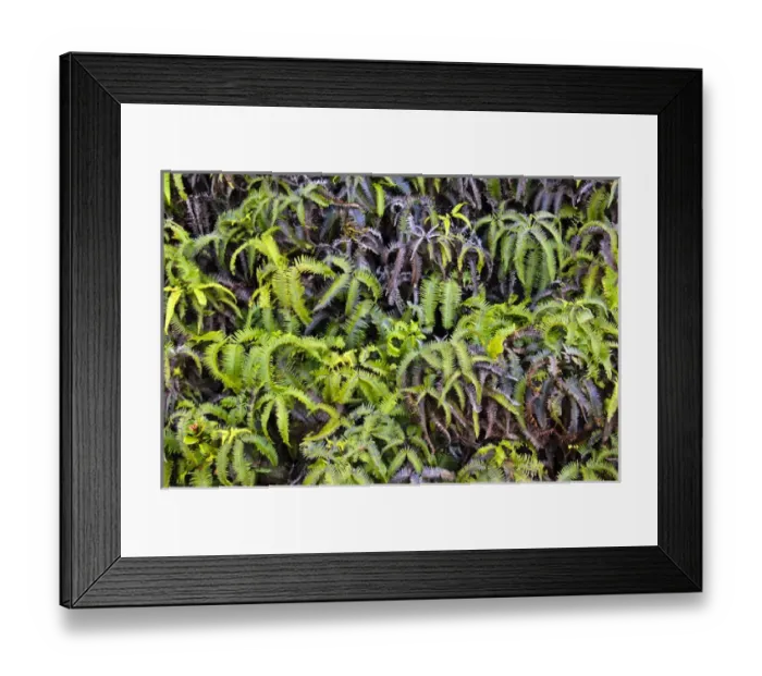 Framed Print : Fern Bank, Nepali Coast, Kauai, Hawaii, USA Framed Print : Fern Bank, Nepali Coast, Kauai, Hawaii, USA