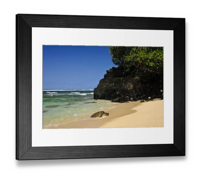 Framed Print : Green Sea Turtle (Chelonia mydas) comes ashore, Hideaways Beach, Princeville, Kauai