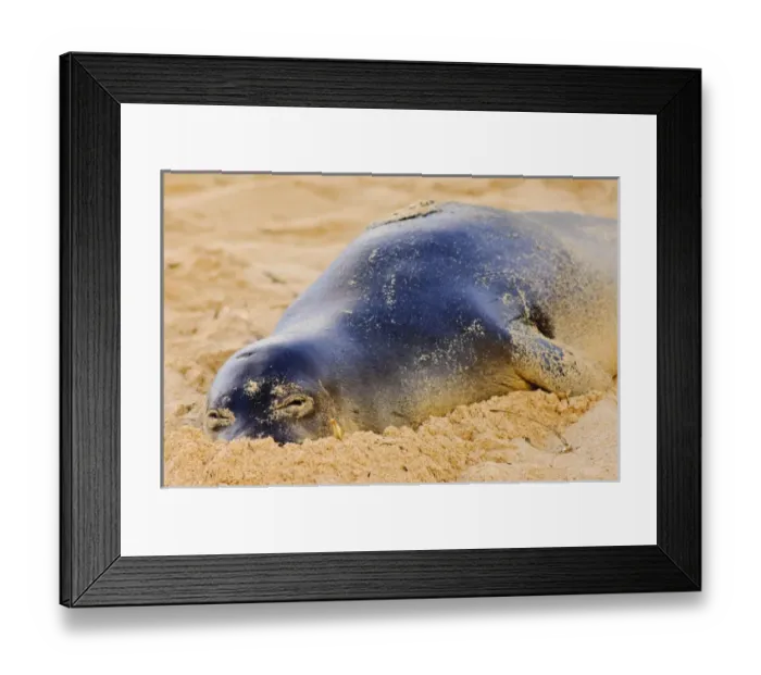 Framed Print : Hawaiian monk seal in the wild, Monachus schauinslandi, Poipu, Kauai, Hawaii, USA Framed Print : Hawaiian monk seal in the wild, Monachus schauinslandi, Poipu, Kauai, Hawaii, USA