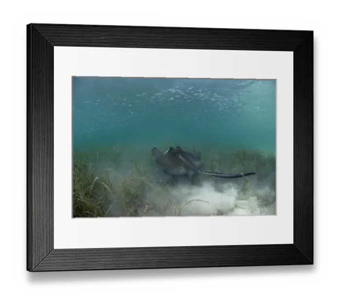 Framed Print : Southern Stingray (Dasyatis americana) Coral Reef Island, Belize Barrier Reef Framed Print : Southern Stingray (Dasyatis americana) Coral Reef Island, Belize Barrier Reef