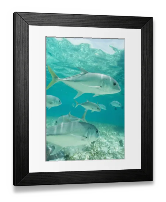 Framed Print : Hol Chan Marine Park, Ambergris Caye, Belize Framed Print : Hol Chan Marine Park, Ambergris Caye, Belize