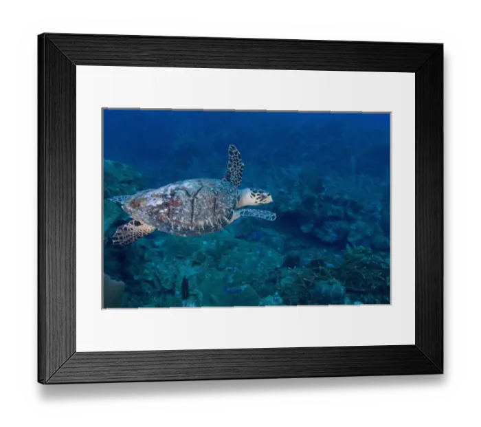 Framed Print : Hawksbill Turtle (Eretmoschelys imbricata) Ambergris Caye, Hol Chan Marine Preserve Framed Print : Hawksbill Turtle (Eretmoschelys imbricata) Ambergris Caye, Hol Chan Marine Preserve