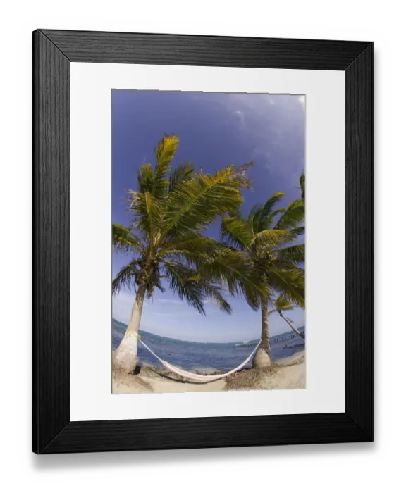 Framed Print : hammock, Turneffe Caye, Belize Framed Print : hammock, Turneffe Caye, Belize