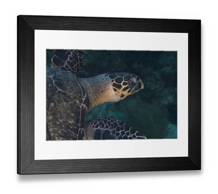 Framed Print : Hawksbill Turtle (Eretmoscelielys imbricata) Hol Chan Marine Preserve, Belize Barrier