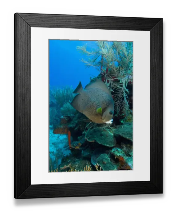 Framed Print : Gray Angelfish (Pomacanthus arcuatus) Hol Chan Marine Preserve, Belize Barrier Reef