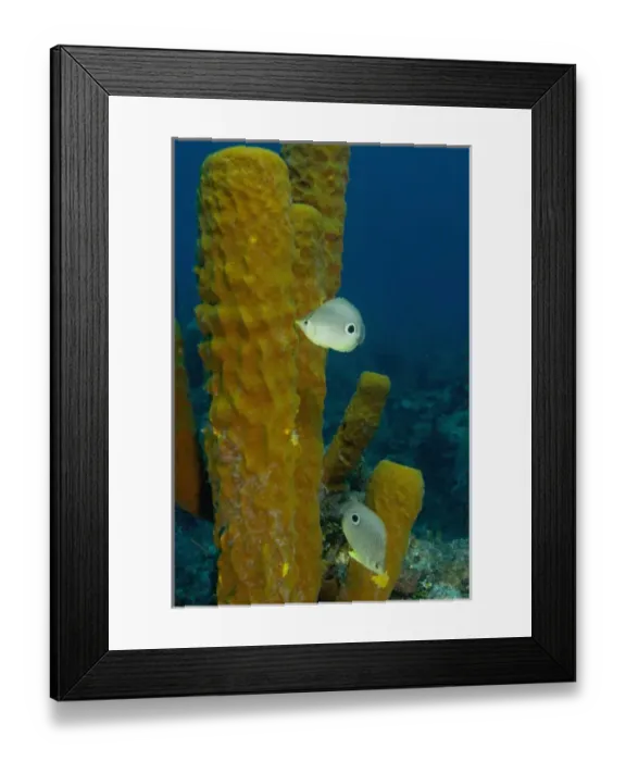 Framed Print : Foureye Butterflyfish (Chaetodon capistratus) picking at tube sponges Hol Chan Marine Preserve