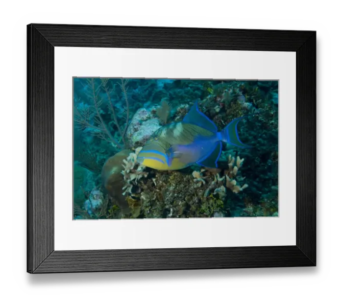 Framed Print : Queen Triggerfish (Balistes vetula) Ambergris Caye, Hol Chan Marine Preserve, Belize Framed Print : Queen Triggerfish (Balistes vetula) Ambergris Caye, Hol Chan Marine Preserve, Belize