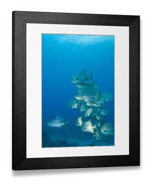 Framed Print : Atlantic Spadefish (Chaetodipterus faber) Ambergris Caye, Hol Chan Marine Preserve