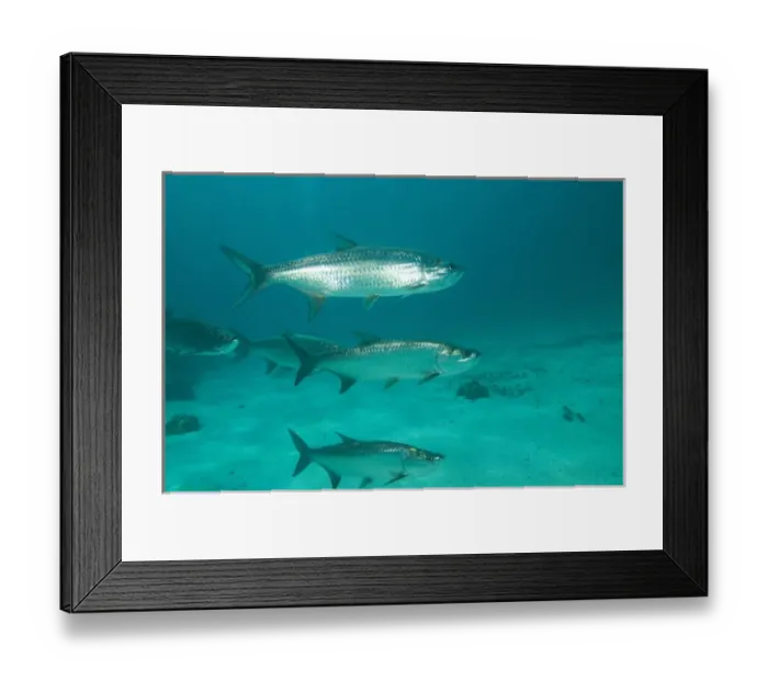 Framed Print : Tarpon, Hol Chan Marine Park, Ambergris Caye, Belize Framed Print : Tarpon, Hol Chan Marine Park, Ambergris Caye, Belize