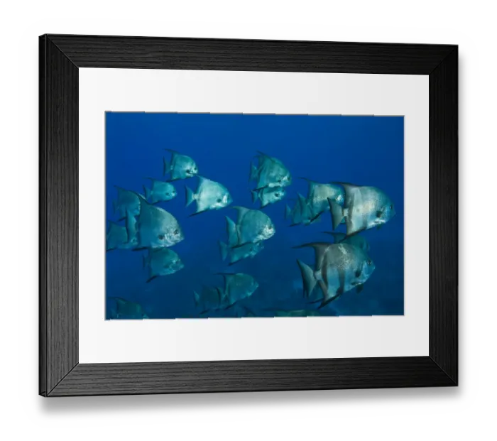 Framed Print : Atlantic Spadefish (Chaetodterus faber) Hol Chan Marine Park, Ambergris Caye, Belize Framed Print : Atlantic Spadefish (Chaetodterus faber) Hol Chan Marine Park, Ambergris Caye, Belize