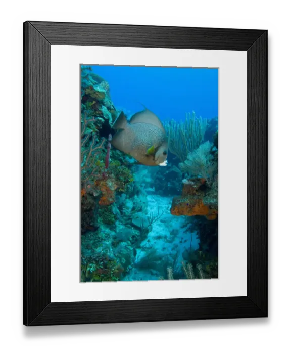 Framed Print : Gray Angelfish (Pomacanthus arcuatus) Hol Chan Marine Preserve, Belize Barrier Reef-2nd