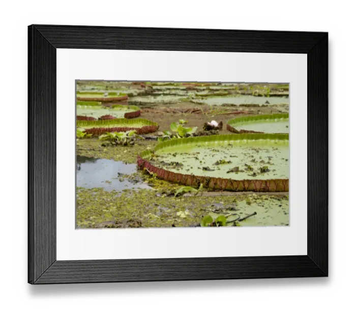 Framed Print : Brazil, Amazon, Valeria River, Boca da Valeria. Giant Amazon lily pads