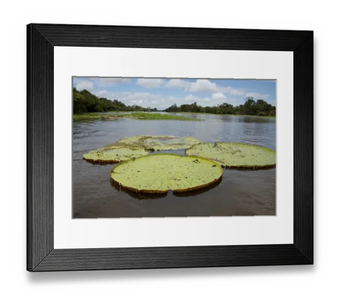 Framed Print : Brazil, Amazon, Valeria River, Boca da Valeria. Giant Amazon lily pads Framed Print : Brazil, Amazon, Valeria River, Boca da Valeria. Giant Amazon lily pads