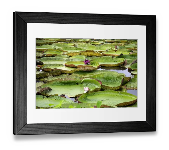 Framed Print : Vitoria Regis, giant water lilies in the Amazon jungle near Manaus, Brazil