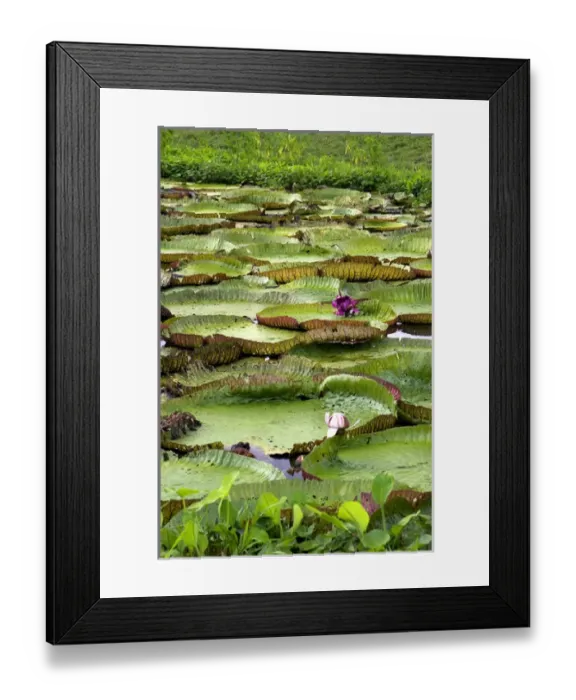 Framed Print : Vitoria Regis, giant water lilies in the Amazon jungle near Manaus, Brazil Framed Print : Vitoria Regis, giant water lilies in the Amazon jungle near Manaus, Brazil