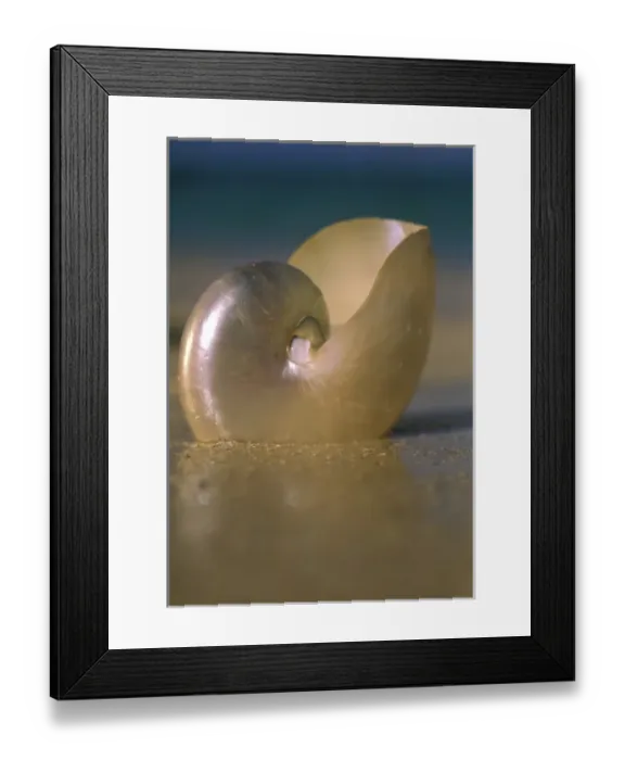 Framed Print : USA, Hawaii. Shell on beach