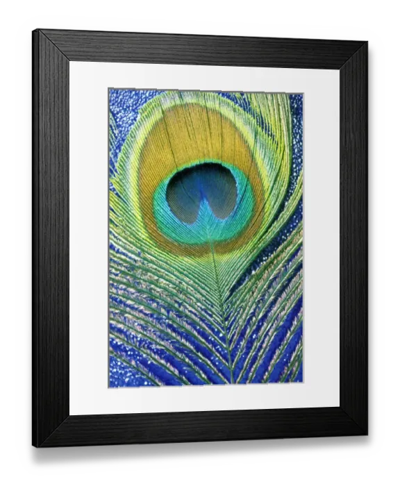 Framed Print : USA, Hawaii. Peacock feather Framed Print : USA, Hawaii. Peacock feather