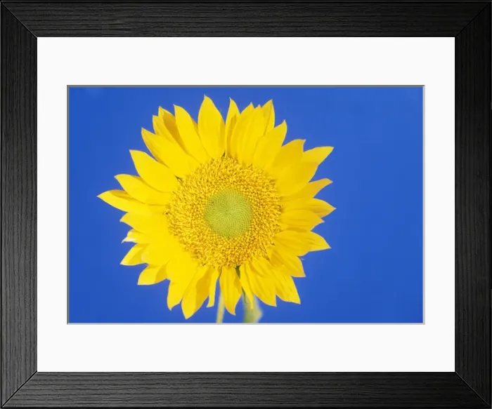 Framed Print : USA, Hawaii. Sun flower