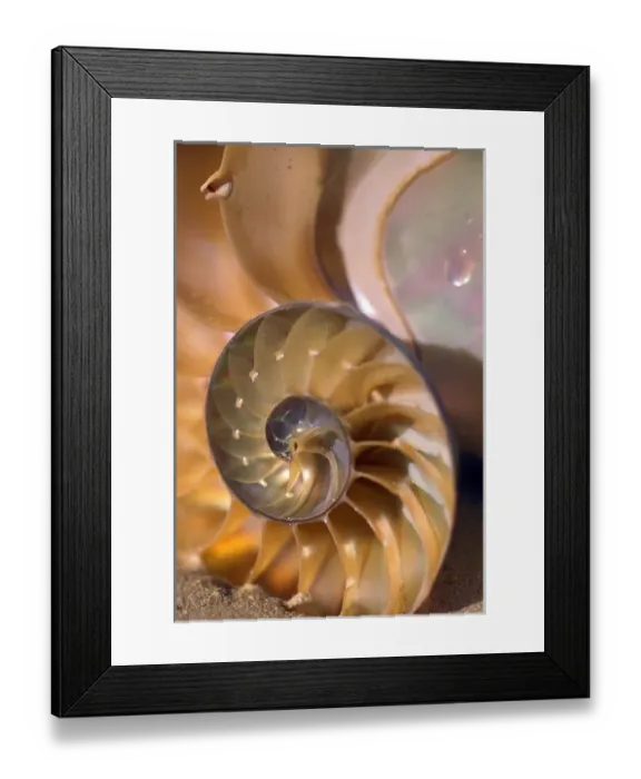 Framed Print : North America, USA, Hawaii. Sea shell details