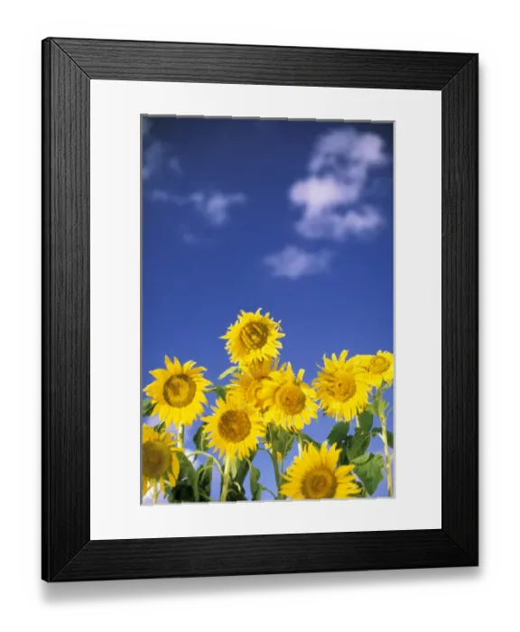 Framed Print : USA, Hawaii. Sunflowers Framed Print : USA, Hawaii. Sunflowers