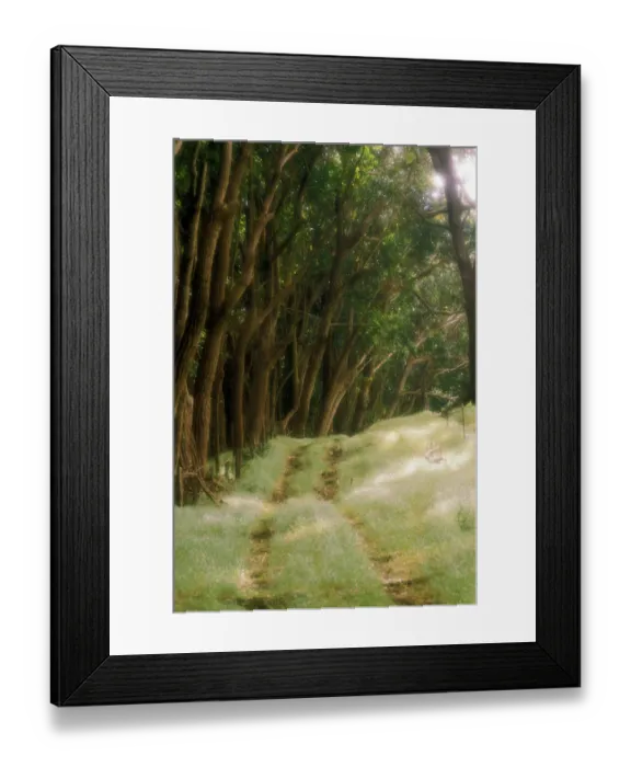 Framed Print : USA, Hawaii. Wooded trail