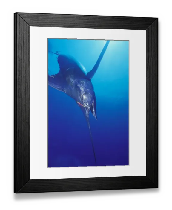 Framed Print : Blue Marlin (Makaira nigricans) 549 pounds hooked near Kona, Big Island, Hawaii