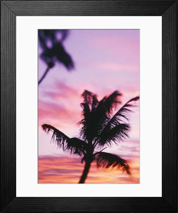 Framed Print : Hawaii Palm tree Framed Print : Hawaii Palm tree