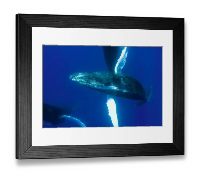 Framed Print : Central Pacific Ocean, Hawaii, near Big Island, Sub Adult Humback Whales (Megaptera Framed Print : Central Pacific Ocean, Hawaii, near Big Island, Sub Adult Humback Whales (Megaptera