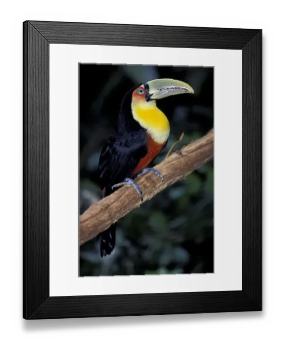 Framed Print : S. A. Brazil, Iguasuu Falls Red Bellied Tucan Framed Print : S. A. Brazil, Iguasuu Falls Red Bellied Tucan