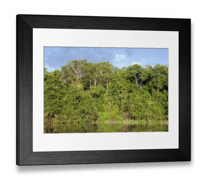 Framed Print : The Arasa River in the Amazon jungle near Manaus, Brazil Framed Print : The Arasa River in the Amazon jungle near Manaus, Brazil