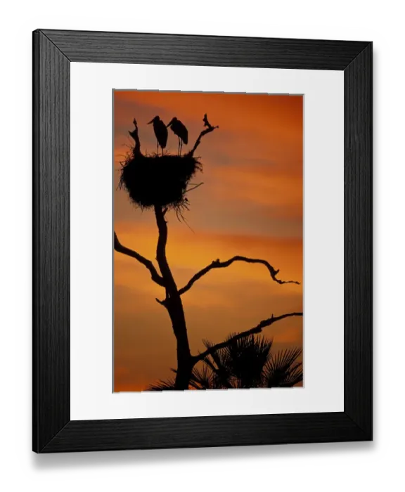 Framed Print : S. A. Brazil, Pantanal Nesting storks Framed Print : S. A. Brazil, Pantanal Nesting storks