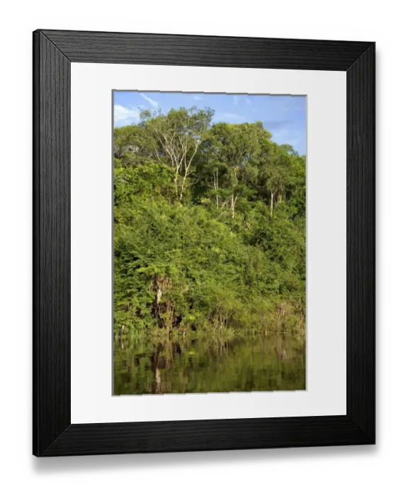 Framed Print : Vegetation in the Amazon jungle near Manaus, Brazil Framed Print : Vegetation in the Amazon jungle near Manaus, Brazil