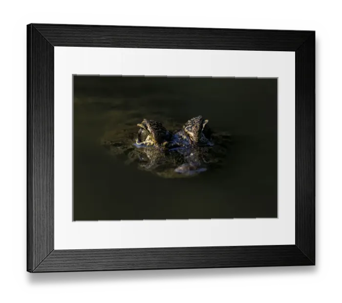 Framed Print : South America, Brazil, Amazon Rainforest, Pantanal. Spectacled Caiman Framed Print : South America, Brazil, Amazon Rainforest, Pantanal. Spectacled Caiman