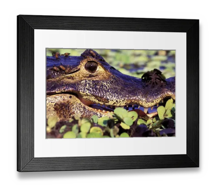 Framed Print : South America, Brazil, Amazon Rainforest, Pantanal. Spectacled Caiman Framed Print : South America, Brazil, Amazon Rainforest, Pantanal. Spectacled Caiman