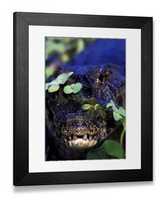 Framed Print : South America, Brazil, Amazon Rainforest, Pantanal. Spectacled Caiman Framed Print : South America, Brazil, Amazon Rainforest, Pantanal. Spectacled Caiman