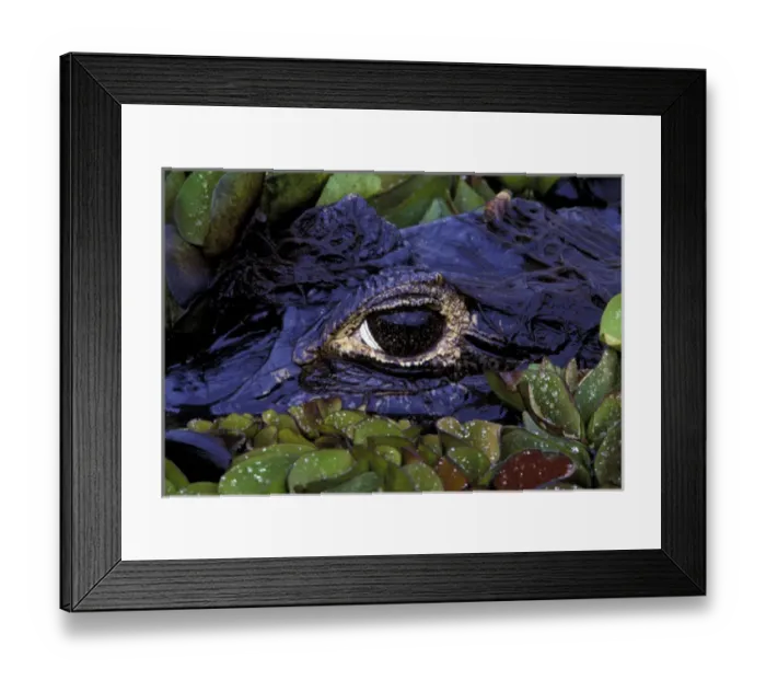 Framed Print : South America, Brazil, Amazon Rainforest, Pantanal. Spectacled Caiman Framed Print : South America, Brazil, Amazon Rainforest, Pantanal. Spectacled Caiman