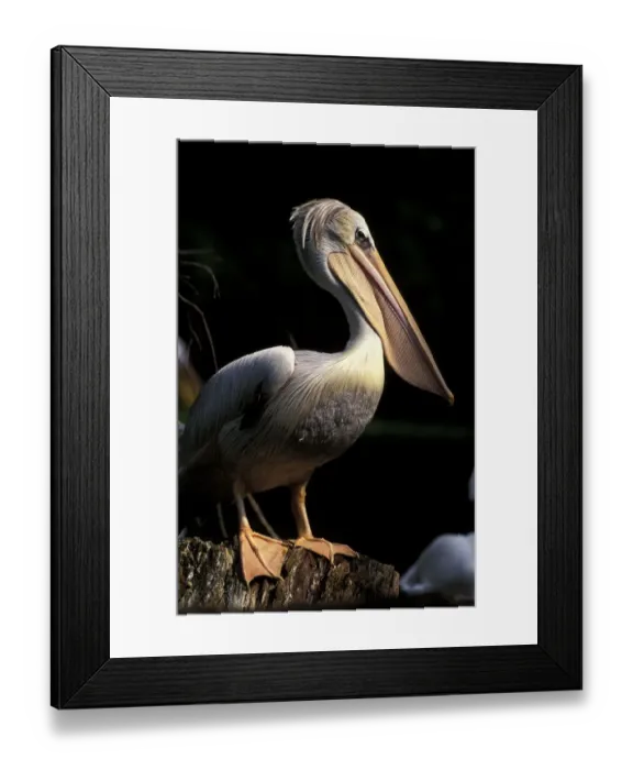 Framed Print : South America, Brazil. Brown Pelican (Pelecanus occidentalis)