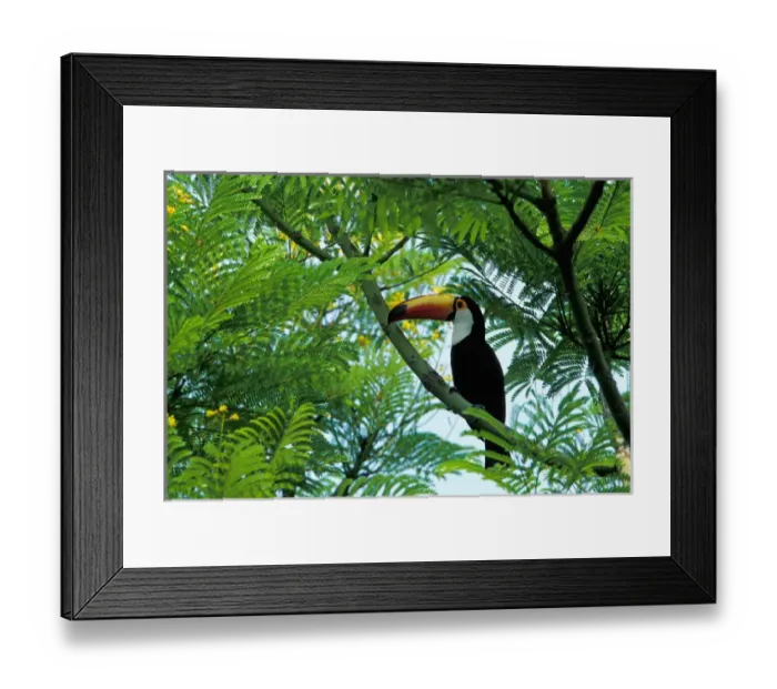 Framed Print : South America, Brazil, Pantenal. Toucan-Toco (Rampastos toco)