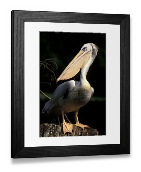 Framed Print : South America, Brazil. Brown Pelican (Pelecanus occidentalis) Framed Print : South America, Brazil. Brown Pelican (Pelecanus occidentalis)
