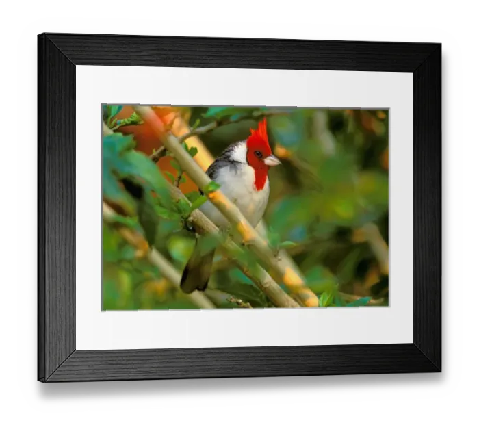 Framed Print : South America, Brazil, Pantenal. Red crested bird
