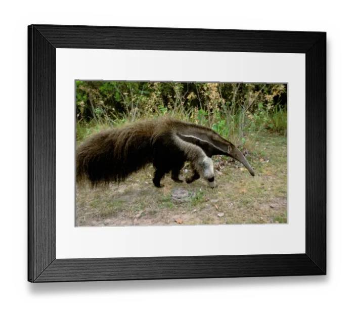 Framed Print : South America, Brazil, Pantenal. Giant Anteater (Myrmecophaga tridactyla) Framed Print : South America, Brazil, Pantenal. Giant Anteater (Myrmecophaga tridactyla)