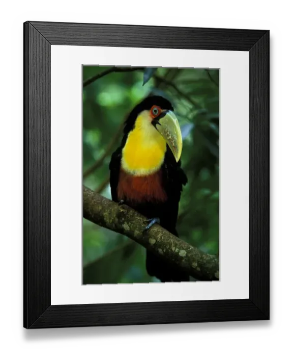 Framed Print : South America, Brazil, Iguazu Falls. Toucanet
