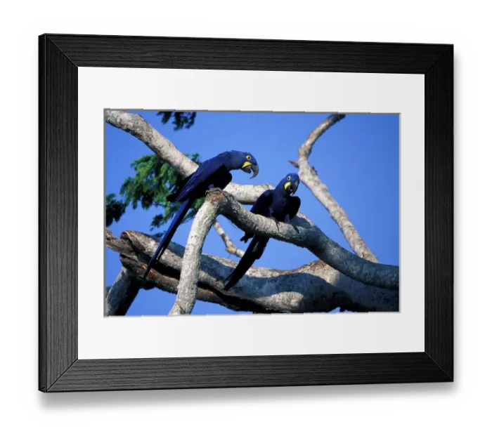 Framed Print : South America, Brazil, Amazon Rainforest, Pantenal. Hyacinth Macaws Framed Print : South America, Brazil, Amazon Rainforest, Pantenal. Hyacinth Macaws