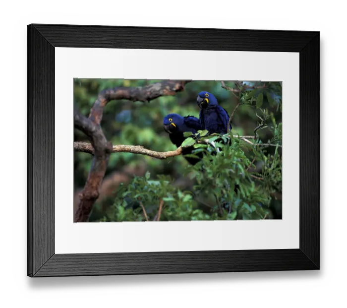 Framed Print : South America, Brazil, Amazon Rainforest, Pantenal. Hyacinth Macaws Framed Print : South America, Brazil, Amazon Rainforest, Pantenal. Hyacinth Macaws