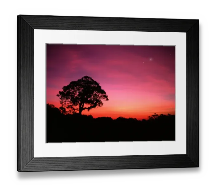 Framed Print : SASC-206 Tree and stars at dusk, Atlantic Rainforest, Sao Paulo State, Brazil. Original
