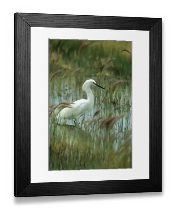 Framed Print : BIDI-4 Snowy Egret (Egretta thula) wading in the marsh. Fish Springs Wildlife Refuge, Utah
