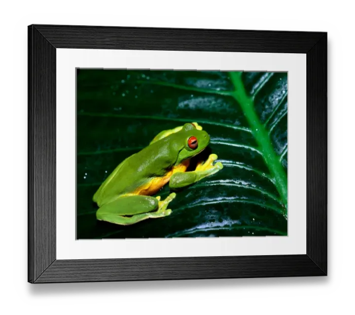 Framed Print : Brazil, Mato Grosso do Sul, Pantanal, Two Caiman (Caiman crocodilus yacare) in lilly pads Framed Print : Brazil, Mato Grosso do Sul, Pantanal, Two Caiman (Caiman crocodilus yacare) in lilly pads